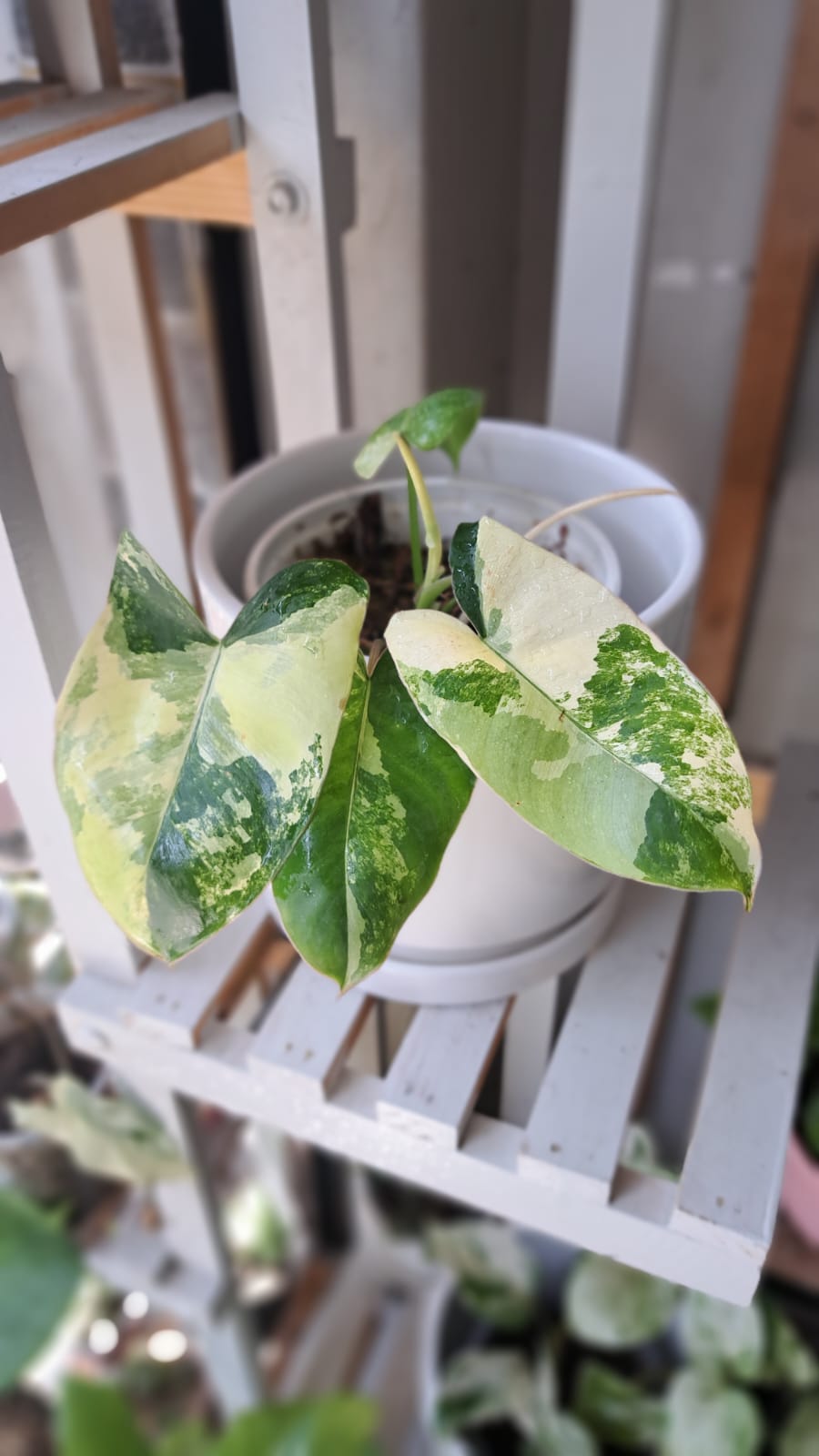 Scindapsus Pictus
